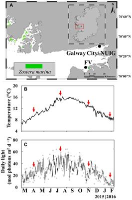 Seasonal Acclimation Modulates the Impacts of Simulated Warming and Light Reduction on Temperate Seagrass Productivity and Biochemical Composition